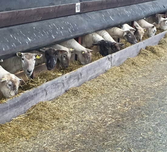 'Sheep farmers need to rethink dosing strategies as resistance is growing'