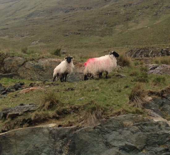 Hundreds of commonage management plans yet to be completed
