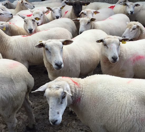 Farmer frustration as sheep slaughter delays mount