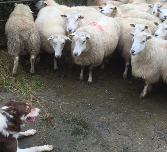 Imports of northern hoggets increase 34% in February due to stronger euro - LMC