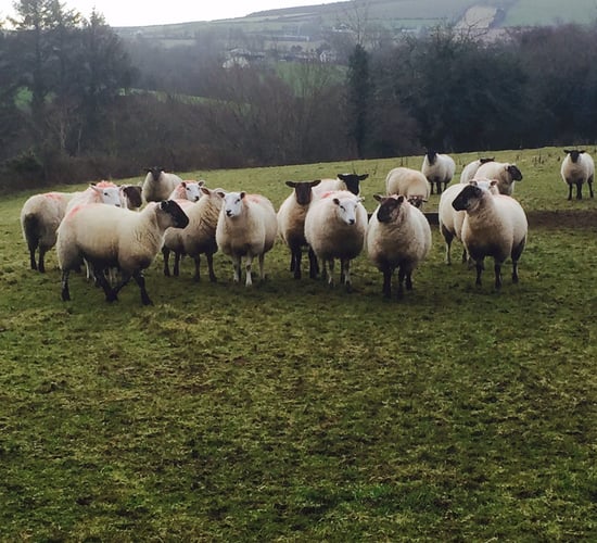 Sheep trade: Spring lamb prices receive a new year's boost