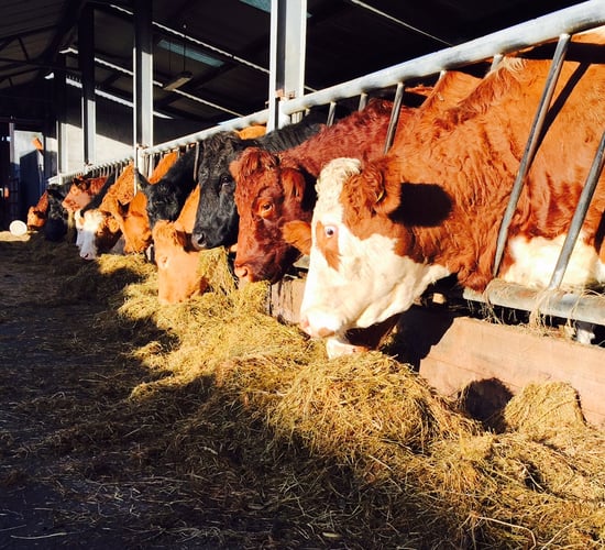 Managing cows and fertility this spring in suckler herds