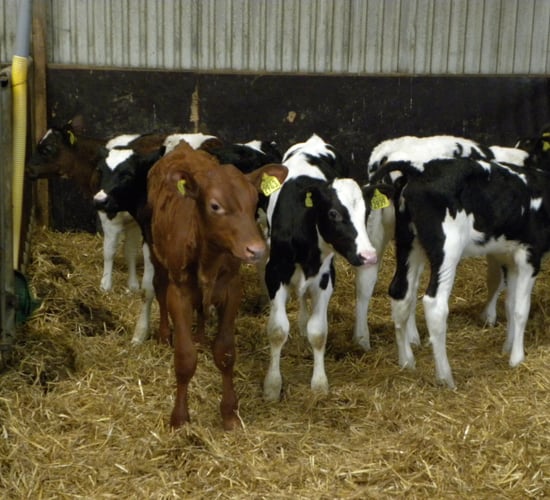 Dairy bull calves better shot than exported or mistreated, says animal welfare group