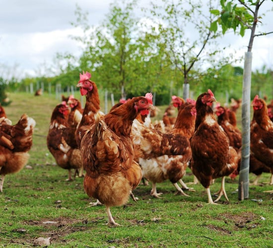 Testing confirms presence of avian influenza in NI