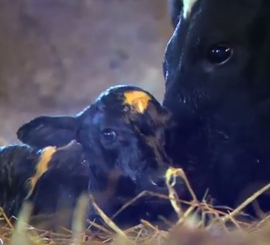 Video: Ear to the Ground focuses on dairy bull calves and hill farming