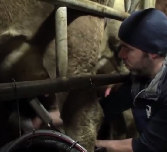 Video: Ear to the Ground looks at organic dairying and Brexit
