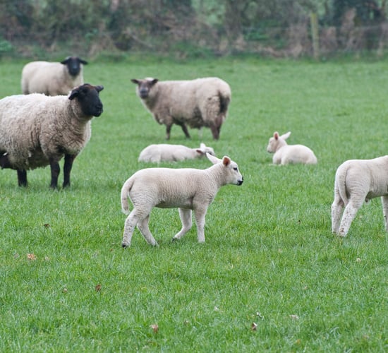 'Strong demand for lamb for the near future'