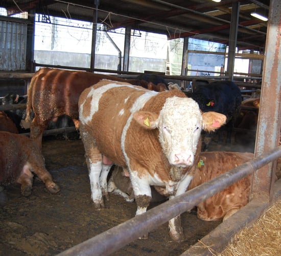 UK supermarkets are cutting the price paid for all young bulls – Bord Bia