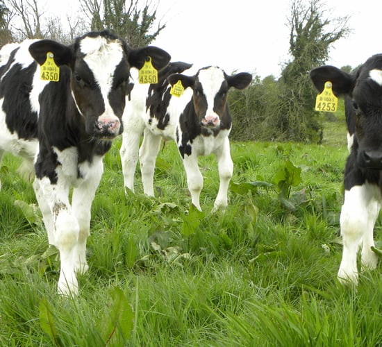 Farmers angry at plans to extend BVD testing scheme to 2020