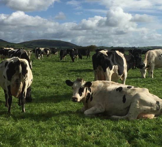 Ireland can exceed 2020 milk target - Rabobank