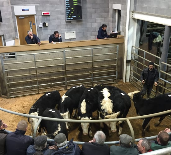 Cattle marts: 'If exports don't pick up we could be in for a very dull autumn'