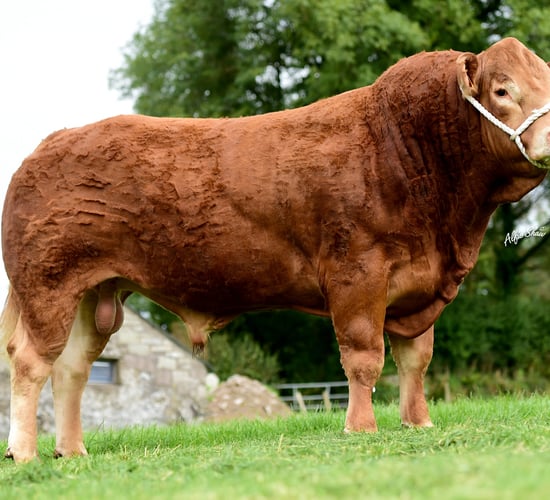 Pick of the crop - the top 17 bulls for this year from ICBF