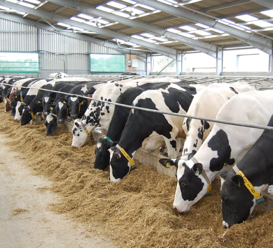'Northern dairy farmers should not have to cut production'