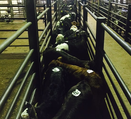 Minister Creed unlikely to introduce mandatory CCTV in abattoirs