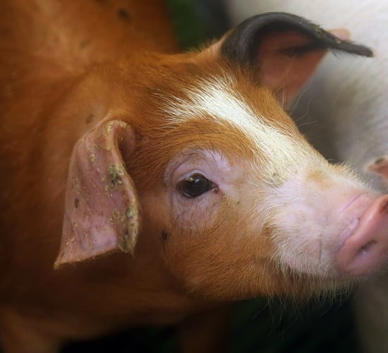 EU confirms commencement of pigmeat storage aid