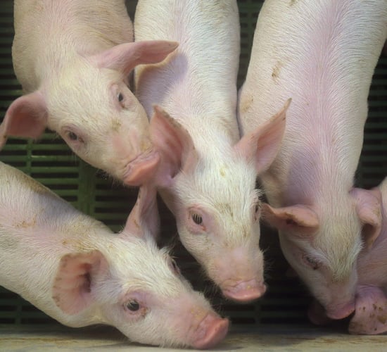 'Strong demand from China driving pork prices for Q3'