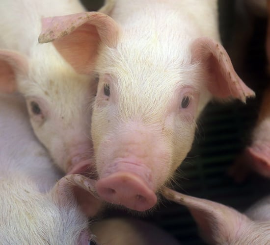 Pig farmers to receive €3,000 payment under direct aid scheme