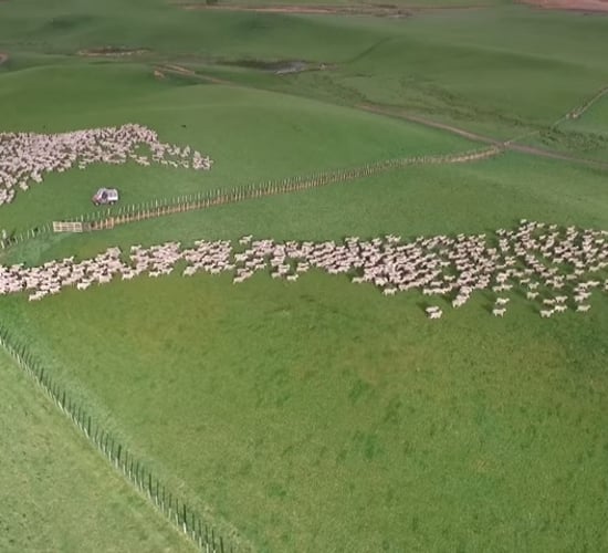 Could drones play a part in sheep management? - Australian trial underway