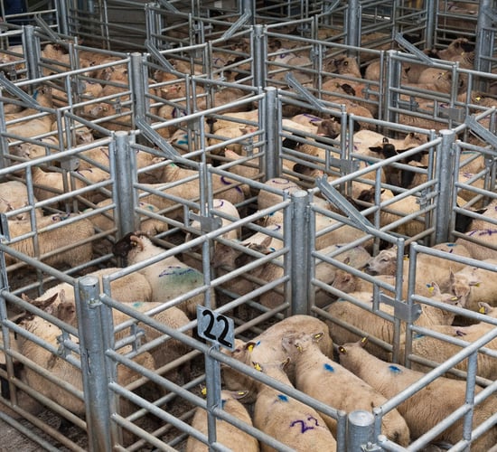 Sheep marts: Factory buyers chase hoggets at the ringside