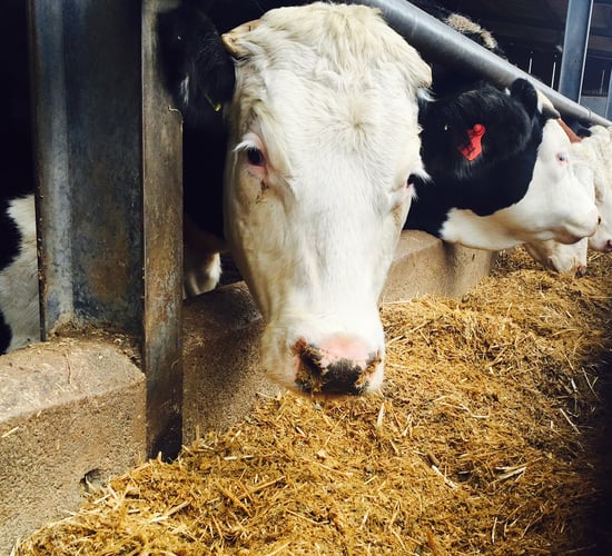 Almost 350 cattle reported stolen from farms in 2018