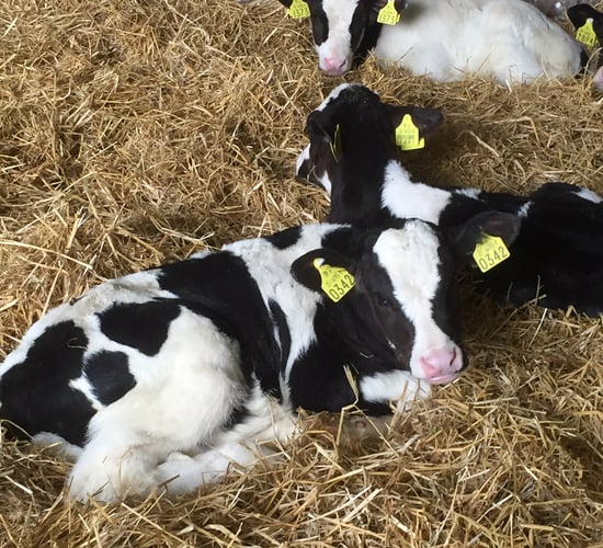 Sexed semen the long-term solution for unwanted calves