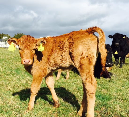 Department decision clears the way for Cormac Tagging to supply cattle tags