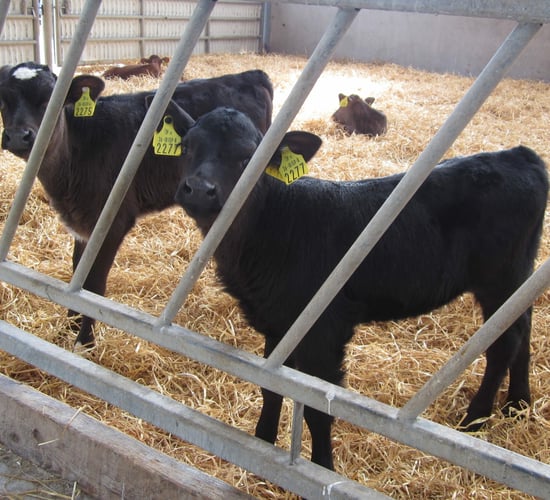 Are you feeding your calves enough as the 'cold snap' approaches?