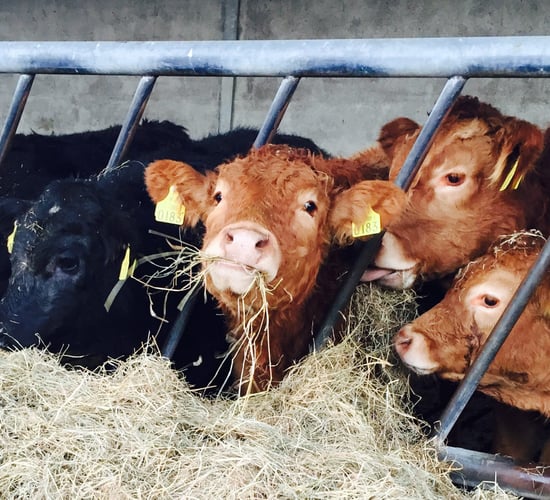 Details on new beef Producer Organisations confirmed