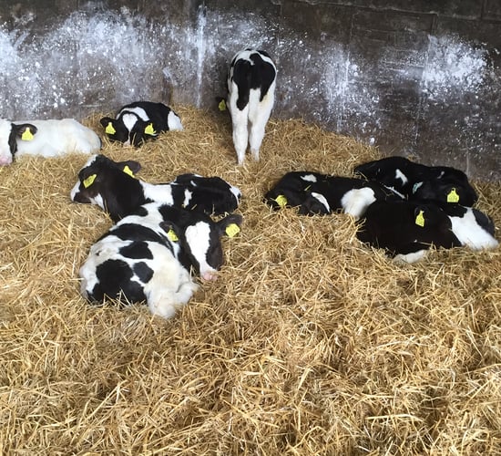 Are your calves getting the right nutrition from their transition milk?