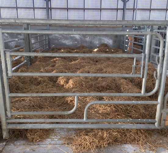 Continue to focus on hygiene this calving season