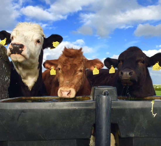 Labelling Northern Irish food as Irish may be 'misleading to consumers'