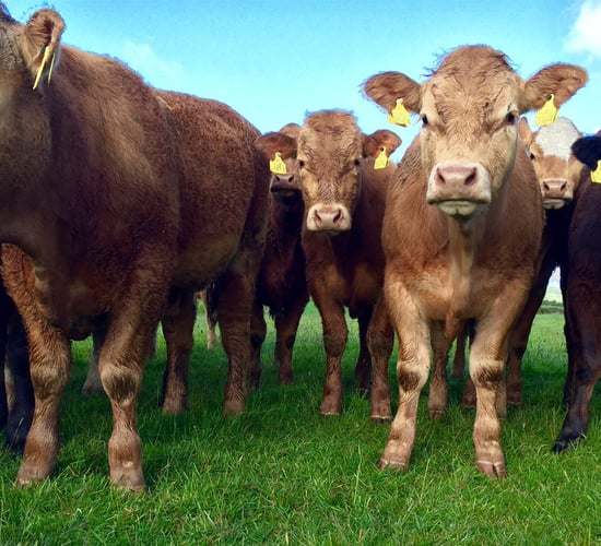 Just one in 500 drystock farms measuring grass