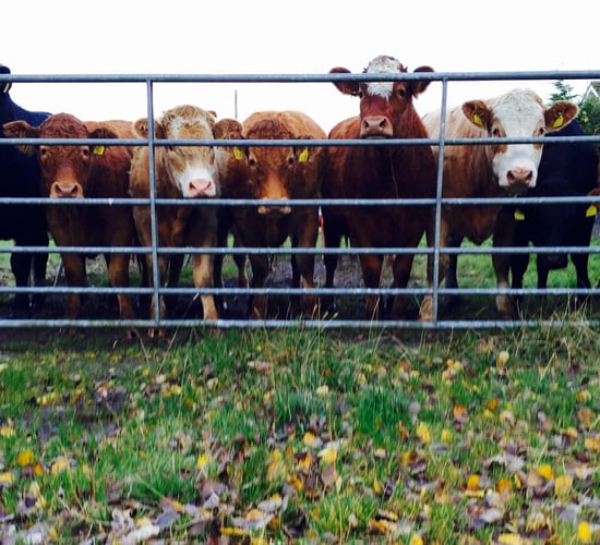 Irish beef exports to the UK fall 20% in July