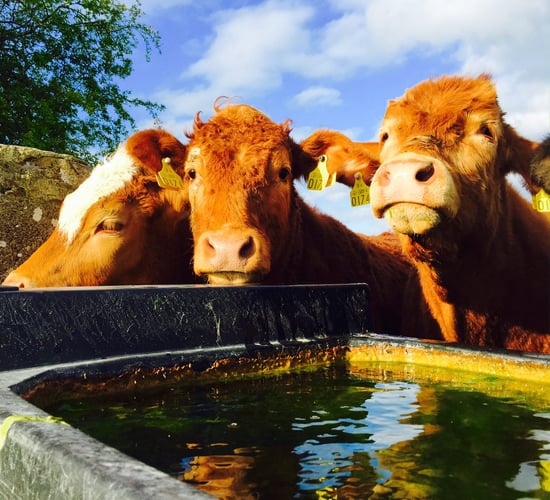 'Beef Forum must tackle factories on cattle movement penalties'