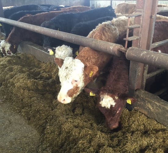 Little movement in factory beef price, but January kill 10% higher than 2015