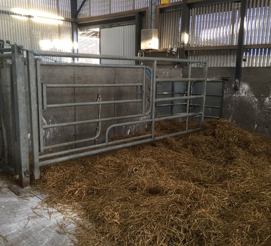 Autumn calving: Preparing for the arrival of calves