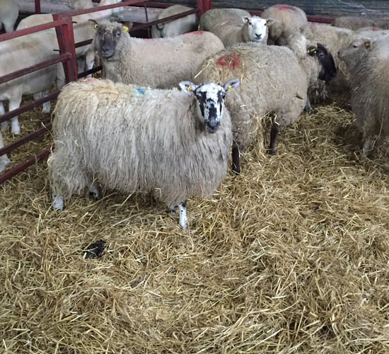 'Increasing the stocking rate of sheep will improve farm profits'