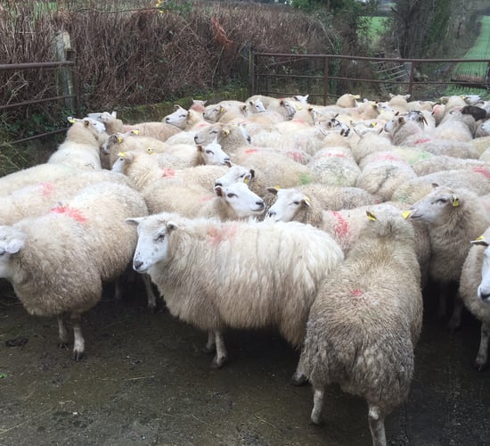 Are lame sheep a problem on your farm? Maybe it's because of genetics