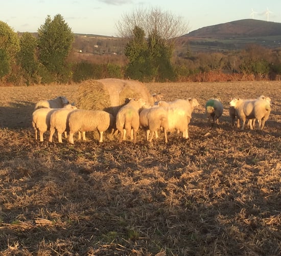 Ewes should be vaccinated four-to-six weeks before lambing - Department vet