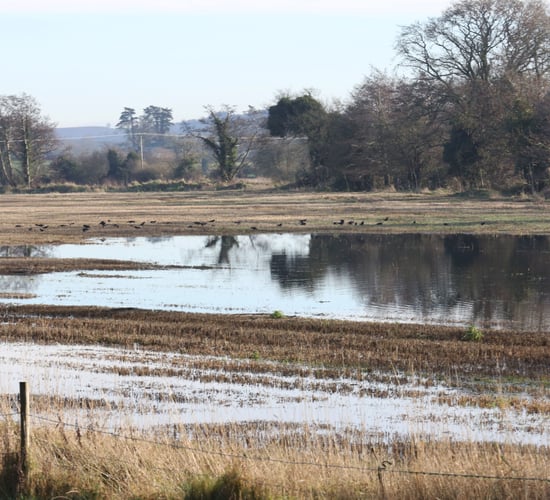 Potassium critical in reversing impact of waterlogging in soils