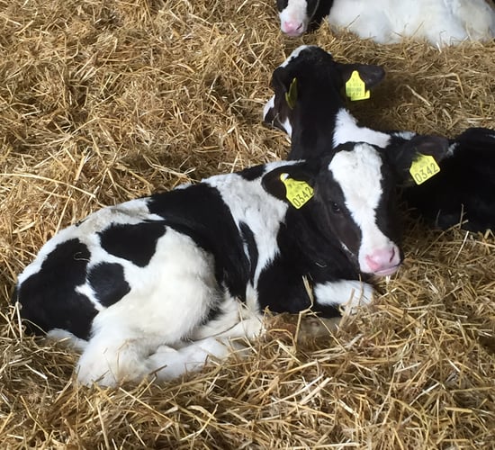 Correct calf management leads to productive cows