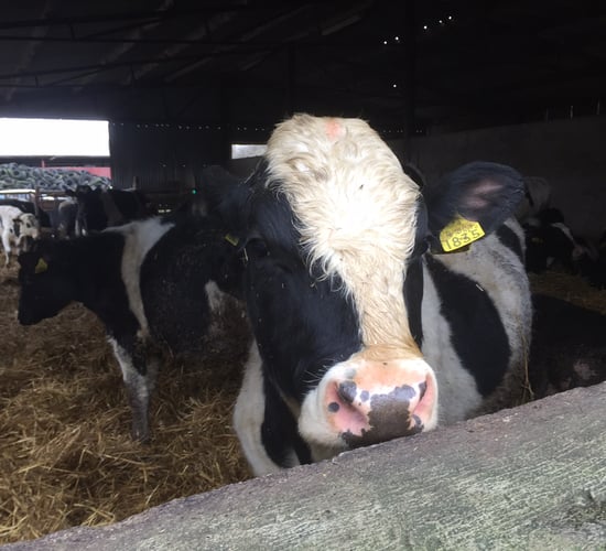 Four steps to getting calf nutrition right in dairy calf to beef systems