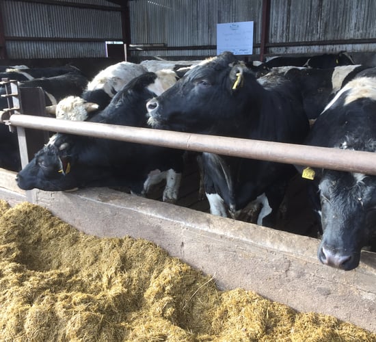 Irish cattle are too expensive for Egyptian buyers - Bord Bia