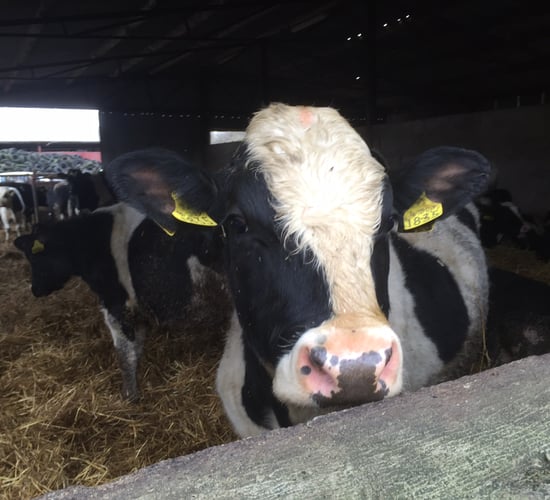 Wanted: 1,500 Friesian bulls for export to foreign market