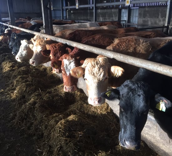 Pics: Take a look at the €100,000 calving facilities at Teagasc Grange