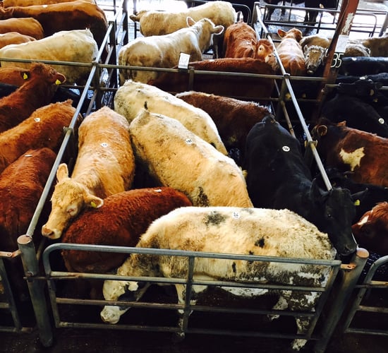 Issues arising over the eligibility of cattle for export in Irish marts