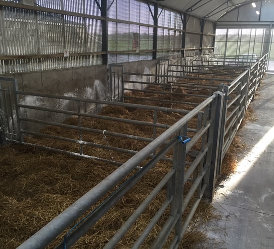 How can pre-calving management and assistance effect dairy calf mortality?
