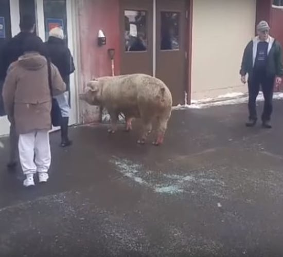 Pig shows up at US polling station - not the first time an animal has turned up unexpectedly!