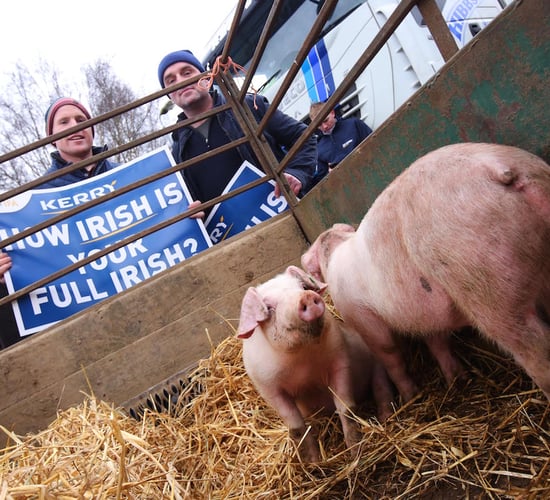 IFA pig committee facing split as protest planned at HQ