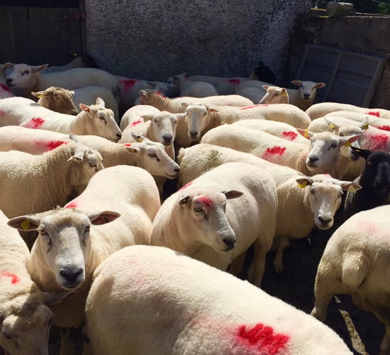 Sheep advice: Disease control prior to breeding